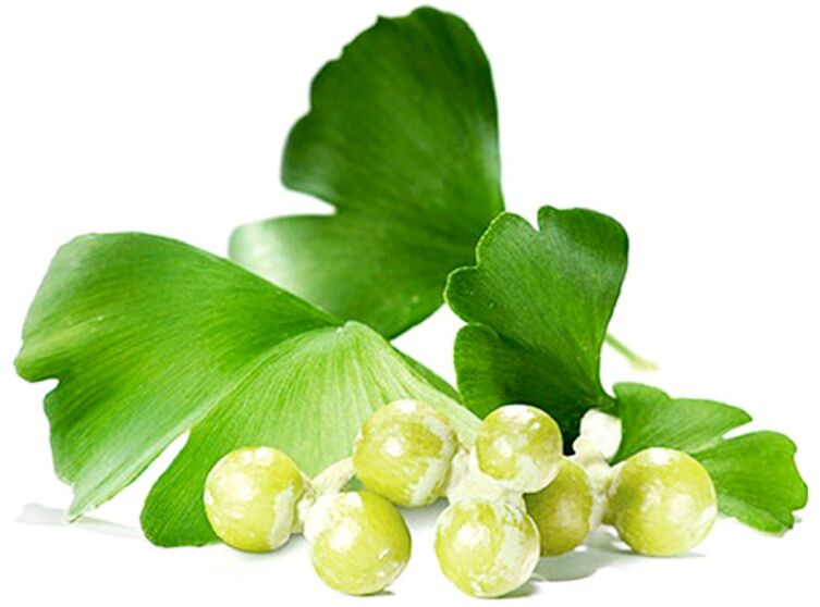 Ginkgo biloba barglari jinsiy olatni to'qimalarida qon aylanishini yaxshilaydi